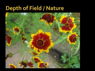 Depth of Field / Nature