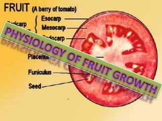 PHYSIOLOGY OF FRUIT GROWTH