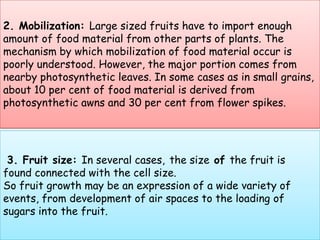2. Mobilization: Large sized fruits have to import enough amount of food material from other parts of plants. The mechanism by which mobilization of food material occur is poorly understood. However, the major portion comes from nearby photosynthetic leaves. In some cases as in small grains, about 10 per cent of food material is derived from photosynthetic awns and 30 per cent from flower spikes.3. Fruit size: In several cases,the size of the fruit is found connected with the cell size. So fruit growth may be an expression of a wide variety of events, from development of air spaces to the loading of sugars into the fruit.