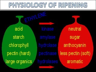 PHYSIOLOGY OF RIPENING