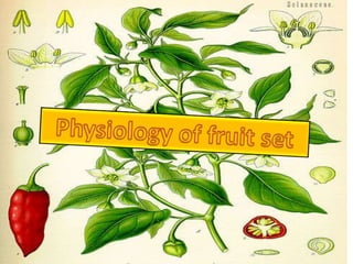 Physiology of fruit set