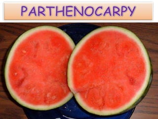 PARTHENOCARPY