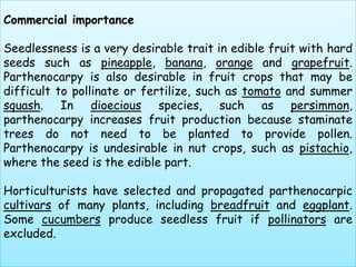 Commercial importanceSeedlessness is a very desirable trait in edible fruit with hard seeds such as pineapple,banana, orange and grapefruit. Parthenocarpy is also desirable in fruit crops that may be difficult to pollinate or fertilize, such as tomato and summer squash. In dioecious species, such as persimmon, parthenocarpy increases fruit production because staminate trees do not need to be planted to provide pollen. Parthenocarpy is undesirable in nut crops, such as pistachio, where the seed is the edible part. Horticulturists have selected and propagated parthenocarpiccultivars of many plants, including breadfruit and eggplant. Some cucumbers produce seedless fruit if pollinators are excluded.