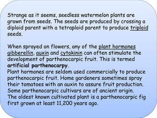 Strange as it seems, seedless watermelon plants are grown from seeds. The seeds are produced by crossing a diploid parent with a tetraploid parent to produce triploid seeds.When sprayed on flowers, any of the plant hormonesgibberellin, auxin and cytokinin can often stimulate the development of parthenocarpic fruit. This is termed artificial parthenocarpy. Plant hormones are seldom used commercially to produce parthenocarpic fruit. Home gardeners sometimes spray their tomatoes with an auxin to assure fruit production.Some parthenocarpic cultivars are of ancient origin. The oldest known cultivated plant is a parthenocarpic fig first grown at least 11,200 years ago.