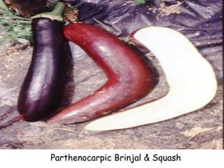 ParthenocarpicBrinjal & Squash