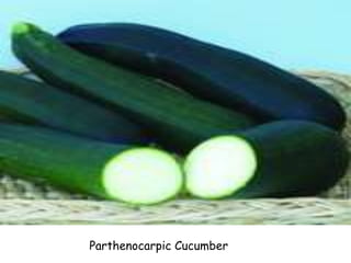 Parthenocarpic Cucumber