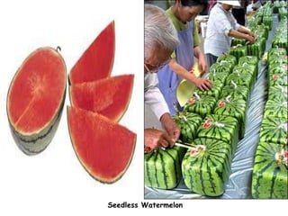 Seedless Watermelon