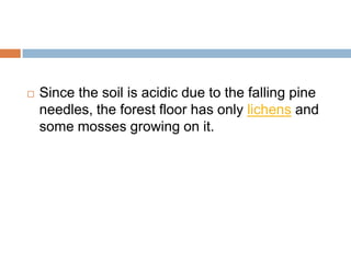    Since the soil is acidic due to the falling pine
    needles, the forest floor has only lichens and
    some mosses growing on it.
 