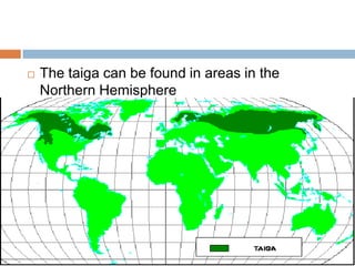    The taiga can be found in areas in the
    Northern Hemisphere
 