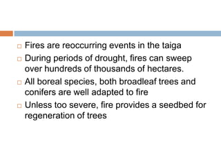    Fires are reoccurring events in the taiga
   During periods of drought, fires can sweep
    over hundreds of thousands of hectares.
   All boreal species, both broadleaf trees and
    conifers are well adapted to fire
   Unless too severe, fire provides a seedbed for
    regeneration of trees
 