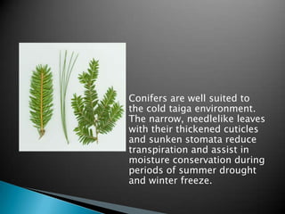 Conifers are well suited to
the cold taiga environment.
The narrow, needlelike leaves
with their thickened cuticles
and sunken stomata reduce
transpiration and assist in
moisture conservation during
periods of summer drought
and winter freeze.
 