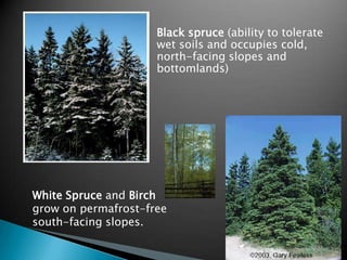 Black spruce (ability to tolerate
                     wet soils and occupies cold,
                     north-facing slopes and
                     bottomlands)




White Spruce and Birch
grow on permafrost-free
south-facing slopes.
 
