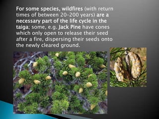 For some species, wildfires (with return
times of between 20–200 years) are a
necessary part of the life cycle in the
taiga; some, e.g. Jack Pine have cones
which only open to release their seed
after a fire, dispersing their seeds onto
the newly cleared ground.
 