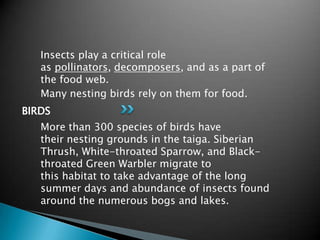 Insects play a critical role
   as pollinators, decomposers, and as a part of
   the food web.
   Many nesting birds rely on them for food.
BIRDS
   More than 300 species of birds have
   their nesting grounds in the taiga. Siberian
   Thrush, White-throated Sparrow, and Black-
   throated Green Warbler migrate to
   this habitat to take advantage of the long
   summer days and abundance of insects found
   around the numerous bogs and lakes.
 