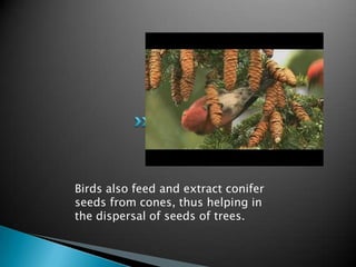 Birds also feed and extract conifer
seeds from cones, thus helping in
the dispersal of seeds of trees.
 