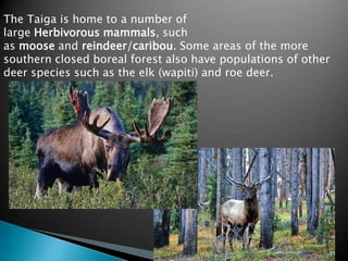 The Taiga is home to a number of
large Herbivorous mammals, such
as moose and reindeer/caribou. Some areas of the more
southern closed boreal forest also have populations of other
deer species such as the elk (wapiti) and roe deer.
 