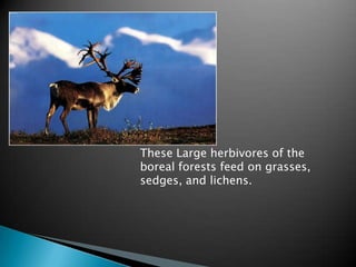 These Large herbivores of the
boreal forests feed on grasses,
sedges, and lichens.
 