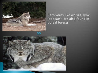 Carnivores like wolves, lynx
(bobcats), are also found in
boreal forests
 