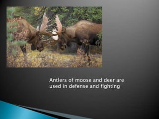 Antlers of moose and deer are
used in defense and fighting
 