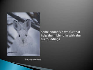 Some animals have fur that
            help them blend in with the
            surroundings




Snowshoe hare
 