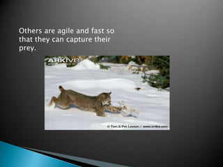 Others are agile and fast so
that they can capture their
prey.
 