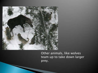 Other animals, like wolves
team up to take down larger
prey.
 