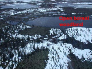 Open boreal
woodland
 