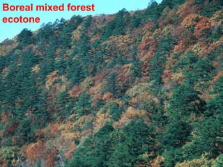 Boreal mixed forest
ecotone
 