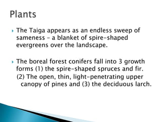    The Taiga appears as an endless sweep of
    sameness – a blanket of spire-shaped
    evergreens over the landscape.

   The boreal forest conifers fall into 3 growth
    forms (1) the spire-shaped spruces and fir.
    (2) The open, thin, light-penetrating upper
      canopy of pines and (3) the deciduous larch.
 