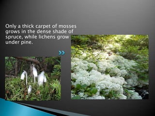 Only a thick carpet of mosses
grows in the dense shade of
spruce, while lichens grow
under pine.
 