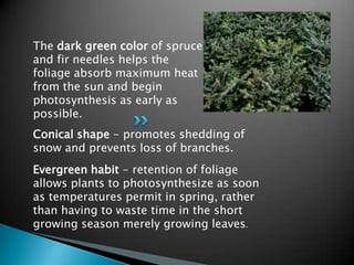 The dark green color of spruce
and fir needles helps the
foliage absorb maximum heat
from the sun and begin
photosynthesis as early as
possible.
Conical shape - promotes shedding of
snow and prevents loss of branches.
Evergreen habit - retention of foliage
allows plants to photosynthesize as soon
as temperatures permit in spring, rather
than having to waste time in the short
growing season merely growing leaves.
 