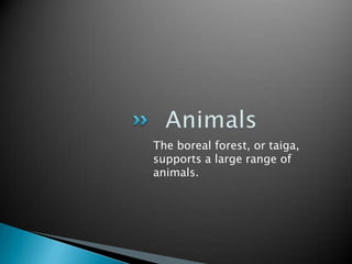 The boreal forest, or taiga,
supports a large range of
animals.
 