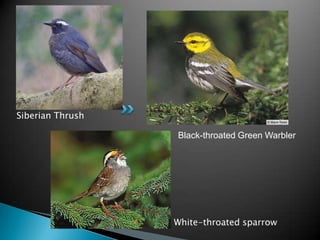 Siberian Thrush

                  Black-throated Green Warbler




                  White-throated sparrow
 