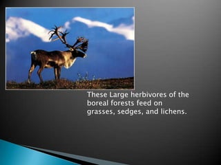 These Large herbivores of the
boreal forests feed on
grasses, sedges, and lichens.
 