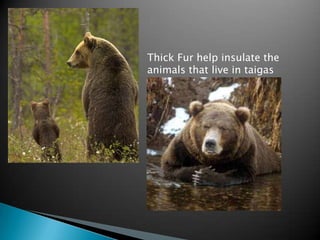 Thick Fur help insulate the
animals that live in taigas
 