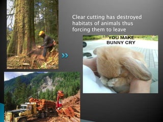Clear cutting has destroyed
habitats of animals thus
forcing them to leave
 