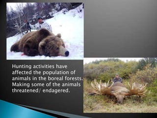 Hunting activities have
affected the population of
animals in the boreal forests.
Making some of the animals
threatened/ endagered.
 