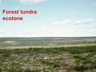 Forest tundra
ecotone
 