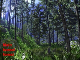 Main
boreal
forest
 