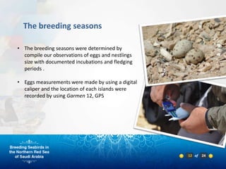 The breeding seasons

• The breeding seasons were determined by
  compile our observations of eggs and nestlings
  size with documented incubations and fledging
  periods .

• Eggs measurements were made by using a digital
  caliper and the location of each islands were
  recorded by using Garmen 12, GPS




                                                   12 of   24
 