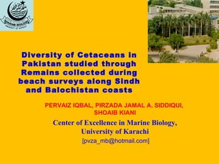 Diversity of Cetaceans in
Pakistan studied through
Remains collected during
beach surveys along Sindh
and Balochistan coasts
PERVAIZ IQBAL, PIRZADA JAMAL A. SIDDIQUI,
SHOAIB KIANI
Center of Excellence in Marine Biology,
University of Karachi
[pvza_mb@hotmail.com]
 