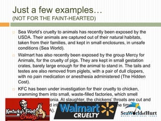 Just a few examples… 
(NOT FOR THE FAINT-HEARTED) 
 Sea World’s cruelty to animals has recently been exposed by the 
USDA. Their animals are captured out of their natural habitats, 
taken from their families, and kept in small enclosures, in unsafe 
conditions (Sea World). 
 Walmart has also recently been exposed by the group Mercy for 
Animals, for the cruelty of pigs. They are kept in small gestation 
crates, barely large enough for the animal to stand in. The tails and 
testes are also removed from piglets, with a pair of dull clippers, 
with no pain medication or anesthesia administered (The Hidden 
Cost). 
 KFC has been under investigation for their cruelty to chicken, 
cramming them into small, waste-filled factories, which smell 
strongly of ammonia. At slaughter, the chickens’ throats are cut and 
they are dropped into scolding hot water, most of the time still 
conscious (PETA). 
 