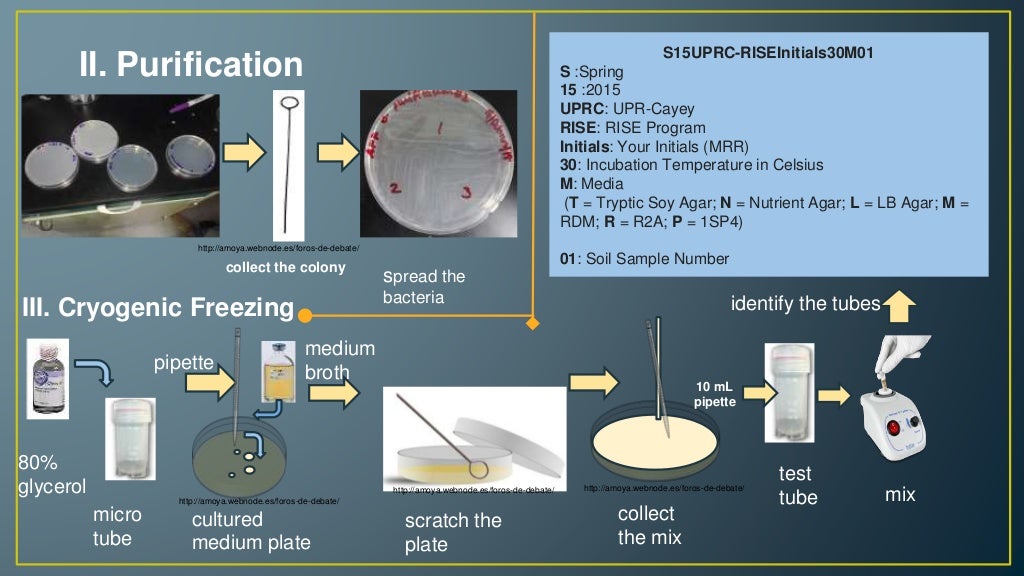 Isolation and Characterization of Bacteria from Tropical Soil
