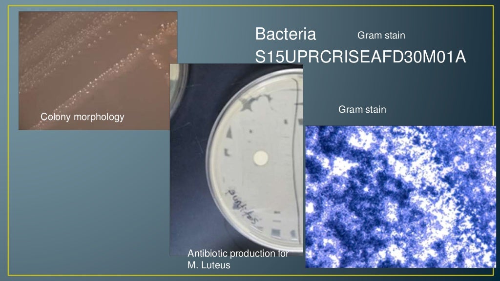 Isolation and Characterization of Bacteria from Tropical Soil