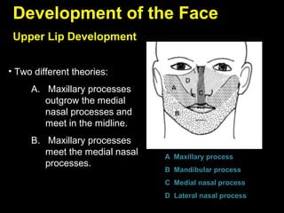 (Lec 3) Embryology - development of the maxillofacial complex | PPT
