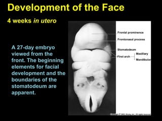 (Lec 3) Embryology - development of the maxillofacial complex | PPT