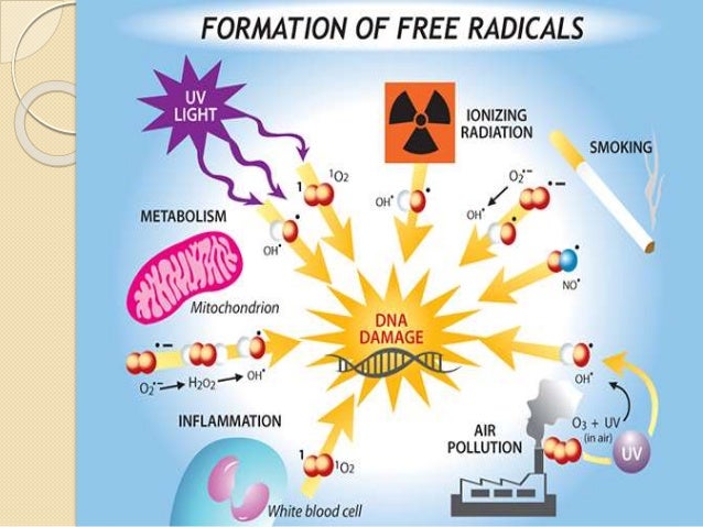 Defence mechanism of antioxidant in Human Body