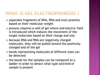  separates fragments of DNA, RNA and even proteins
based on their molecular weight
 process requires a well of gel where and electric field
is introduced which induces the movement of the
target molecules based on their charge and size
 because DNA and RNA are negatively charged
molecules, they will be pulled toward the positively
charged end of the gel
 bands representing molecules of different sizes can
be detected
 the bands for the samples can be compared to a
ladder in order to detect what type and kind of
sample is present
 