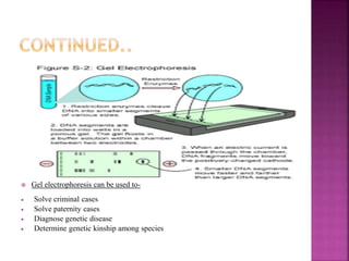  Gel electrophoresis can be used to-
 Solve criminal cases
 Solve paternity cases
 Diagnose genetic disease
 Determine genetic kinship among species
 
