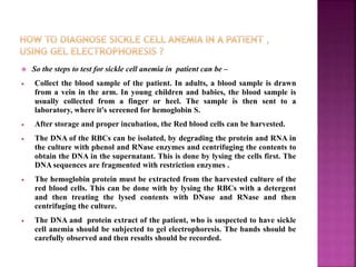  So the steps to test for sickle cell anemia in patient can be –
 Collect the blood sample of the patient. In adults, a blood sample is drawn
from a vein in the arm. In young children and babies, the blood sample is
usually collected from a finger or heel. The sample is then sent to a
laboratory, where it's screened for hemoglobin S.
 After storage and proper incubation, the Red blood cells can be harvested.
 The DNA of the RBCs can be isolated, by degrading the protein and RNA in
the culture with phenol and RNase enzymes and centrifuging the contents to
obtain the DNA in the supernatant. This is done by lysing the cells first. The
DNA sequences are fragmented with restriction enzymes .
 The hemoglobin protein must be extracted from the harvested culture of the
red blood cells. This can be done with by lysing the RBCs with a detergent
and then treating the lysed contents with DNase and RNase and then
centrifuging the culture.
 The DNA and protein extract of the patient, who is suspected to have sickle
cell anemia should be subjected to gel electrophoresis. The bands should be
carefully observed and then results should be recorded.
 